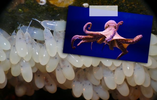 7 Telur Hewan Yang Bisa Dikonsumsi Selain Ayam